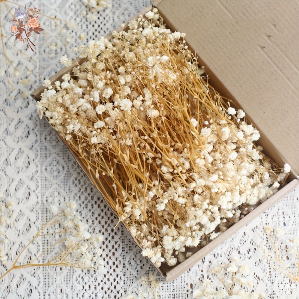 100 stuks Mini Gedroogde Baby' - Dried Flower Bulk recensie en prijs
